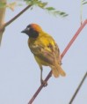 /album/photogallery/male-vitalline-masked-weaver-jpg/